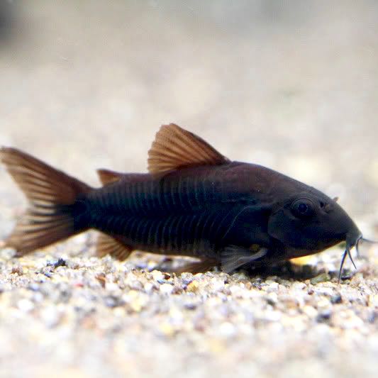 Corydoras venezuela black 2,5 cm